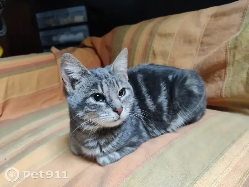 Chaton gris trouvé à Poissy - photo