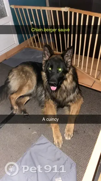 Alerte: Berger Allemand perdu - photo