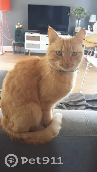 Chat roux tigré perdu à Aujargues - photo