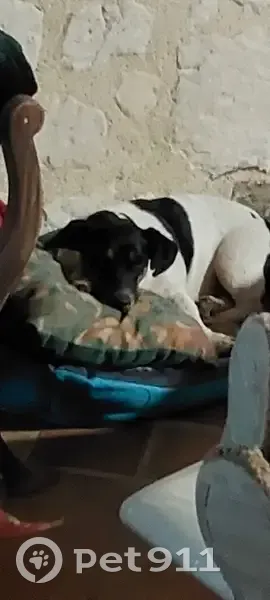 Jack Russel perdue près de Parçay - photo