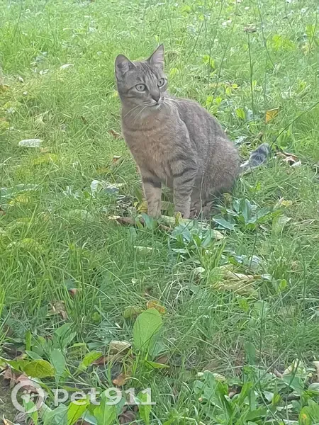 Chatte tigrée perdue à Yerres - photo