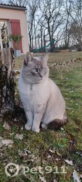 Chat Siamois Nougat Perdu - photo