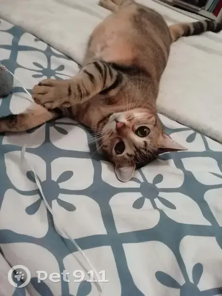 Chat perdu près Intermarché 31530 - photo