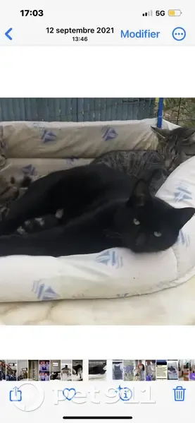 Chat noir craintif perdu à Dangers - photo