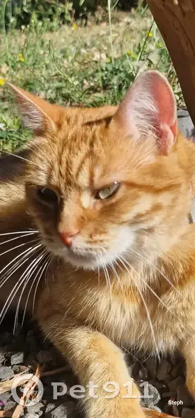 Chatte rousse perdue, Colomiers - photo