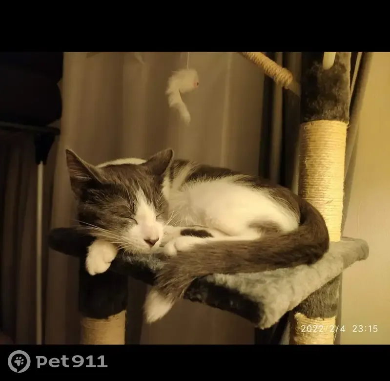 Chat perdu à Aix-les-Bains - photo