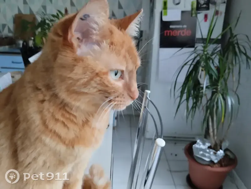 Chatte rousse âgée perdue à Sémalens - photo