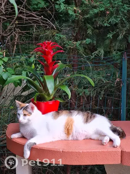 Chat Isabelle perdu, Cergy - photo
