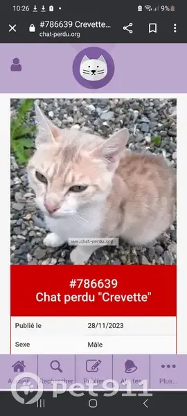 Chat perdu après déménagement - photo