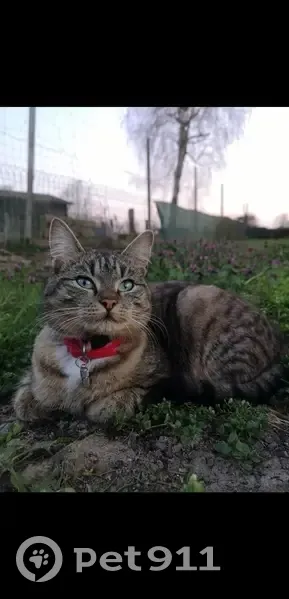 Chatte Kyra tigrée perdue - photo