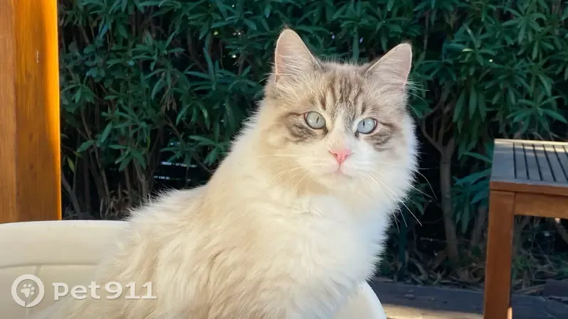 Chat Perdu: Européen, Doux, Pucé - photo