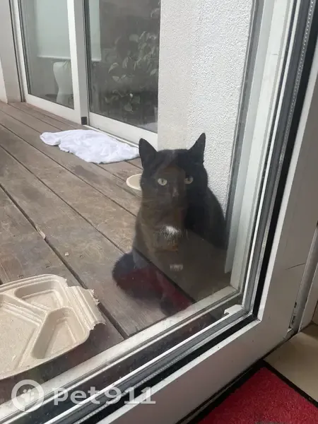 Chat sociable trouvé à Strasbourg - photo