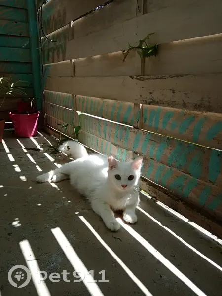 Chaton blanc perdu près Notre-Dame - photo