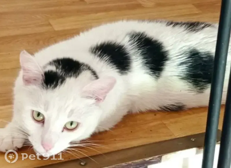 Chat disparu Garçon (fl487512) - photo