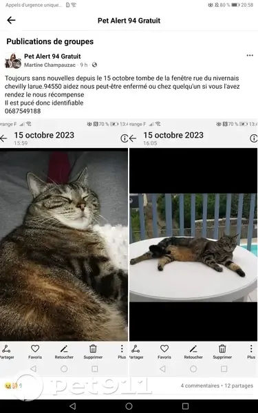 Chat tigré noir/marron perdu - photo