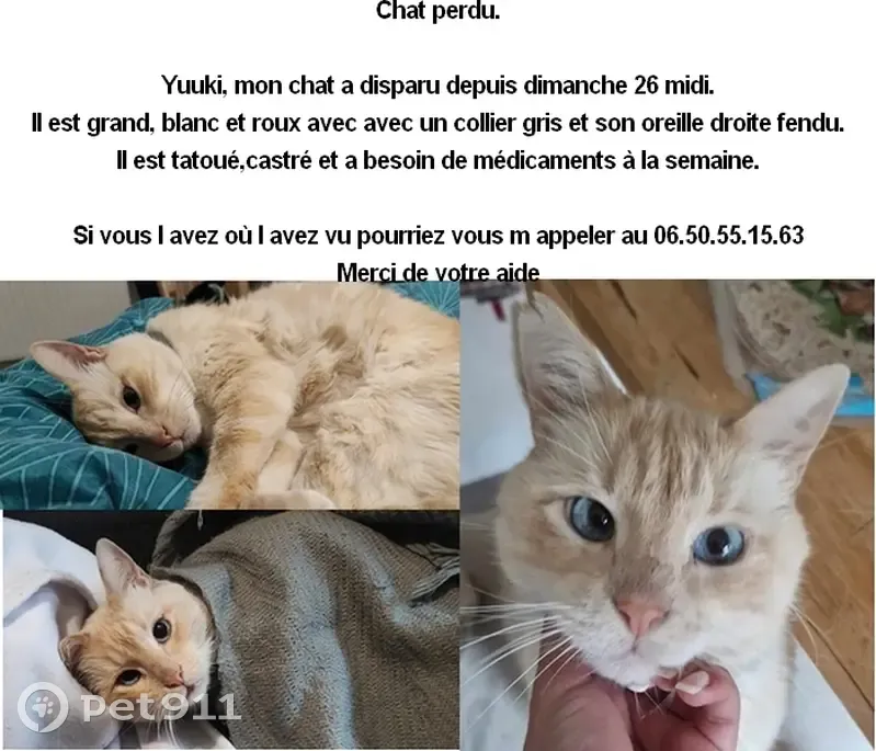 Chat perdu Rue Narcejac, Nantes - photo