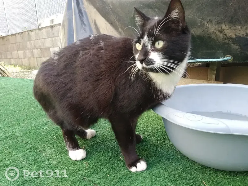 Chat perdu, mâle aux yeux collés - photo