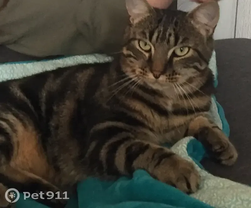 Chat perdu à Lorient, aidez-nous! - photo