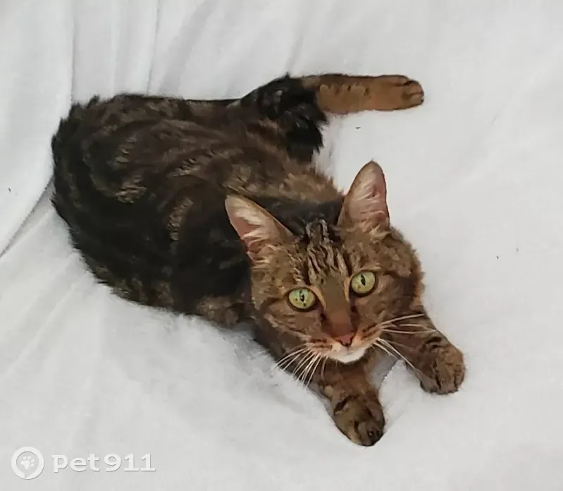 Chatte Loon disparue à Deuil - photo