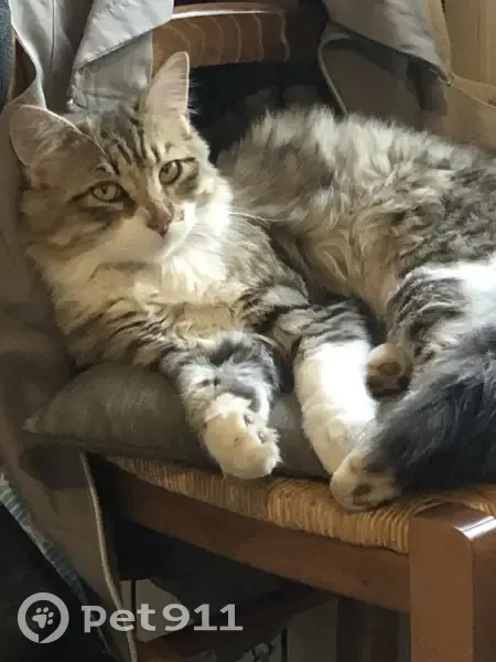 Chat disparu, peut-être tué - photo