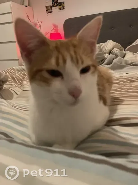 Chatte rousse retrouvée à Corbeil - photo