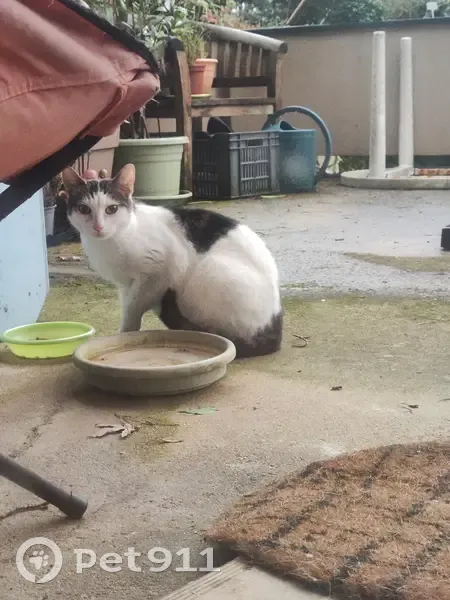 Chat amical trouvé à Montgermont - photo