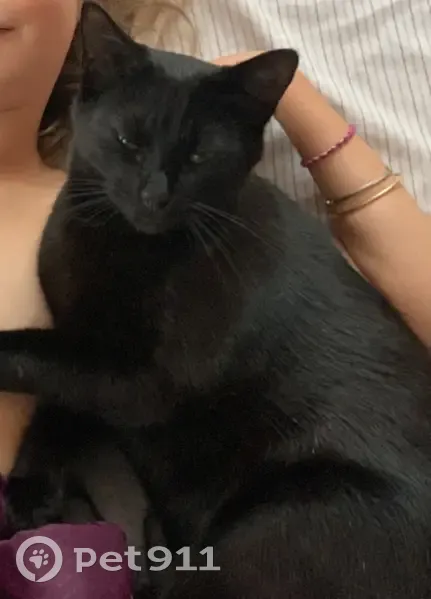 Chatte noire disparue à Pau - photo