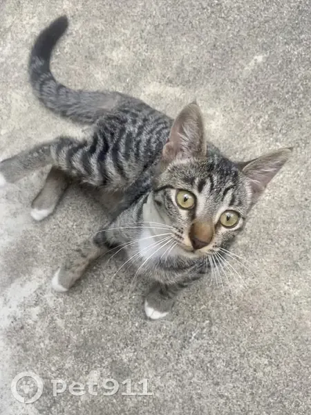 Alerte: Chaton Una disparu - photo