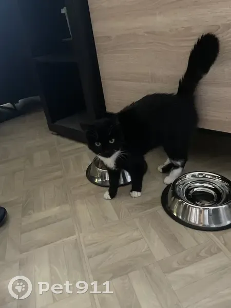 Chat noir/blanc docile retrouvé - photo