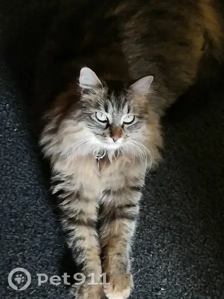 Chat tigré disparu à Argenteuil - photo