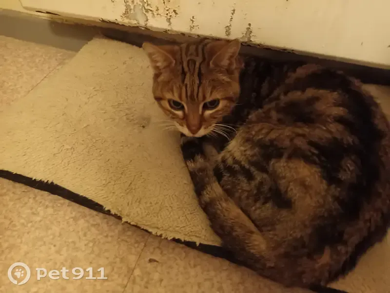 Chat tigré affamé trouvé à Avignon - photo