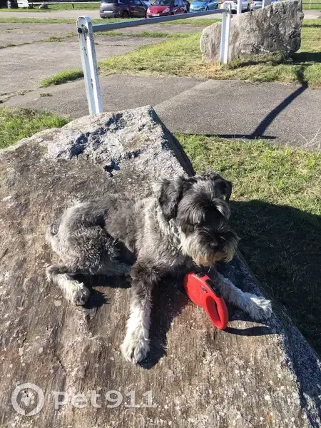 Schnauzer perdu à Rixheim - photo