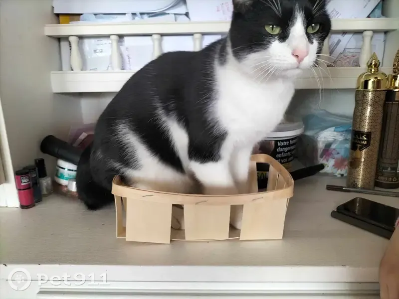 Chat noir et blanc perdu à Limoges - photo