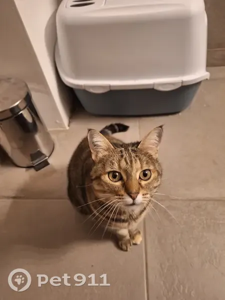 Chatte effrayée disparue à Montpellier - photo