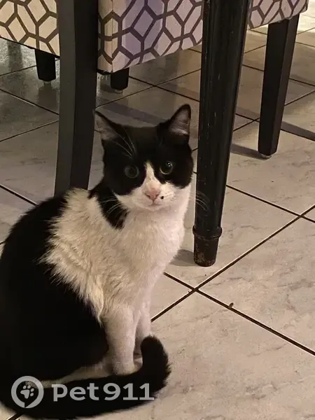 Chat noir et blanc trouvé à Bize - photo