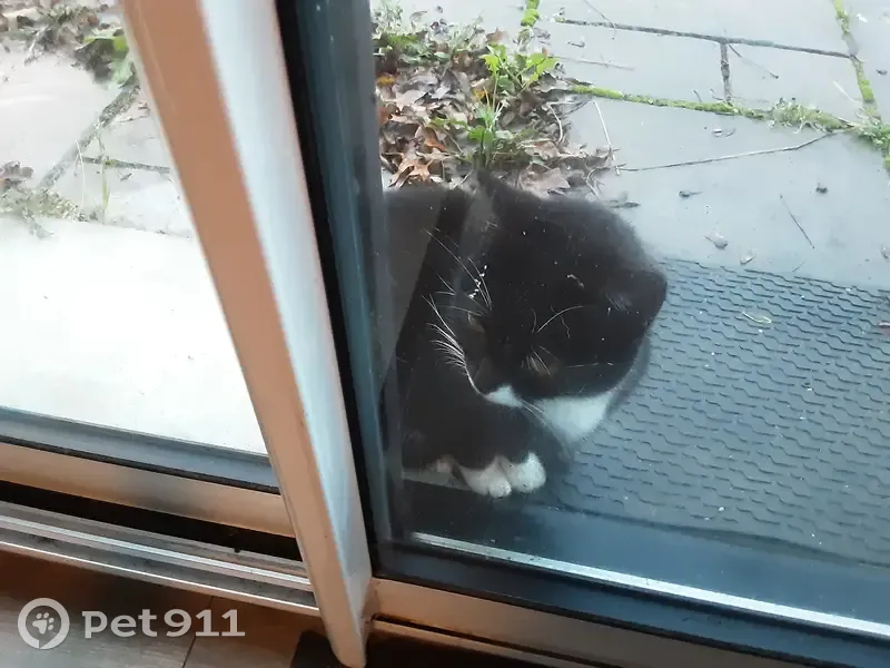 Chat noir et blanc perdu - photo