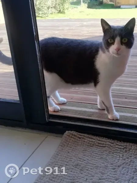 Chatte grise/blanche perdue à Mésage - photo