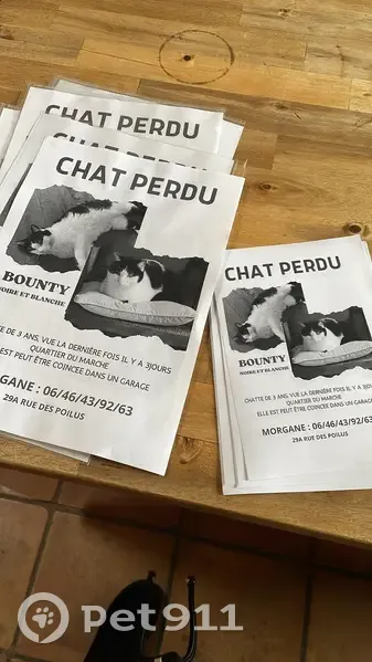 Chatte noire et blanche perdue - photo