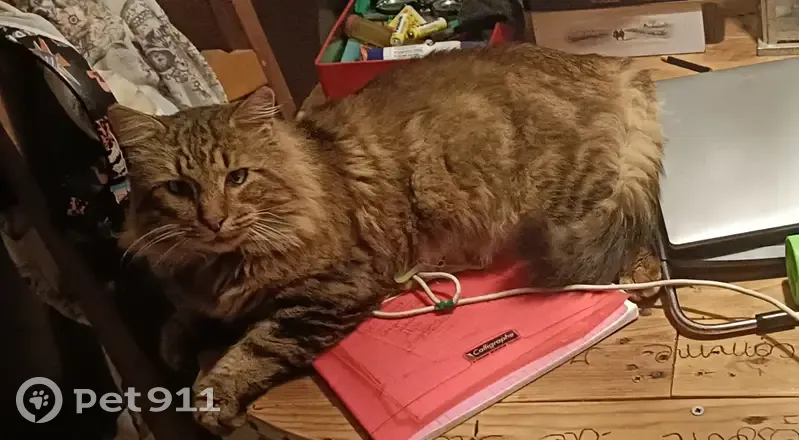 Chat câlin non-pucé trouvé à Réminiac - photo
