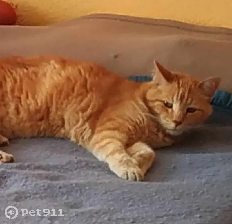 Chat roux boiteux perdu à Pessac - photo