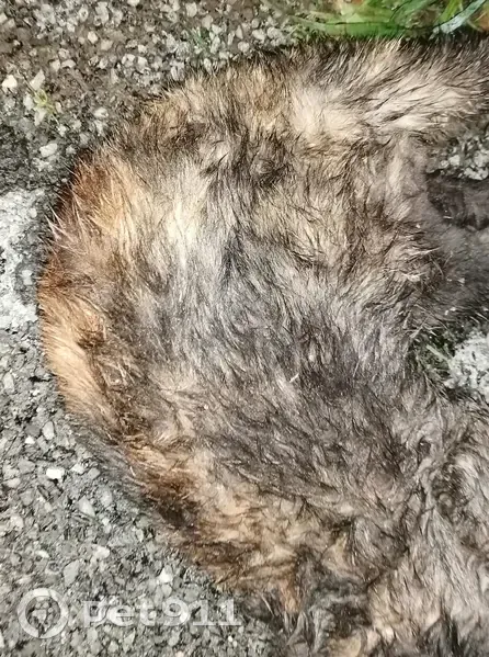 Chat mort à Pacé-La Chapelle - photo