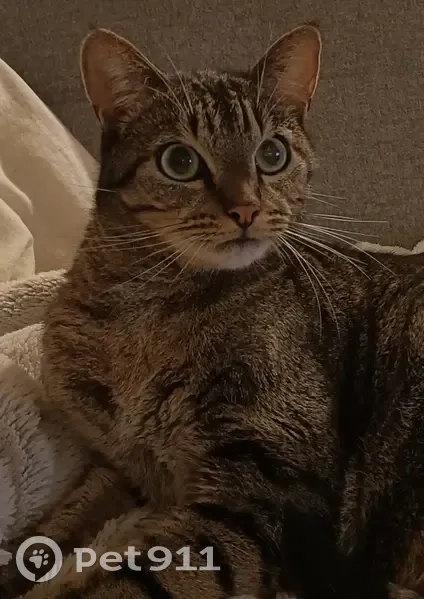 Chat peureux perdu à La Verrie - photo