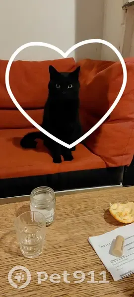 Chat noir perdu à Lille - photo