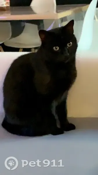 Chat noir perdu à Linselles - photo
