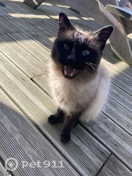 Chat aux yeux bleus trouvé à Penmarc'h - photo