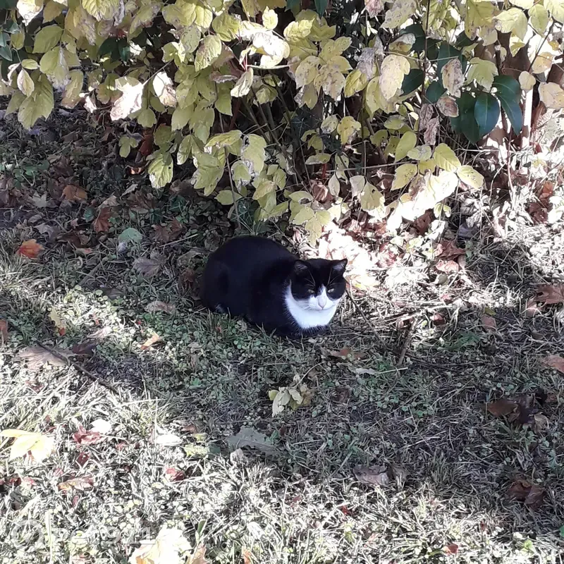 Chat perdu ou abandonné à Fenouillet - photo