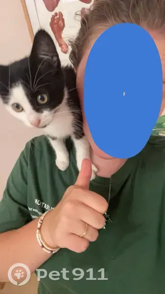 Chat Pulutu disparu, traits uniques - photo