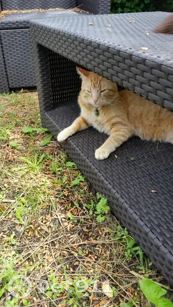 Chat roux perdu à Andernos - photo