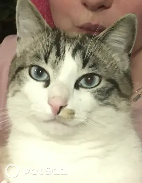 Chat crème tigré perdu à Sixt - photo