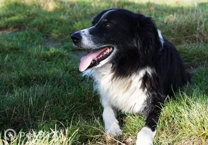Border Collie perdu, 16 ans, pucé - photo